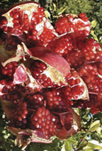 Pomegranates