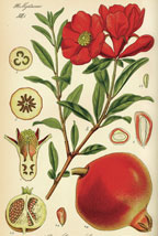 Pomegranate Illustration